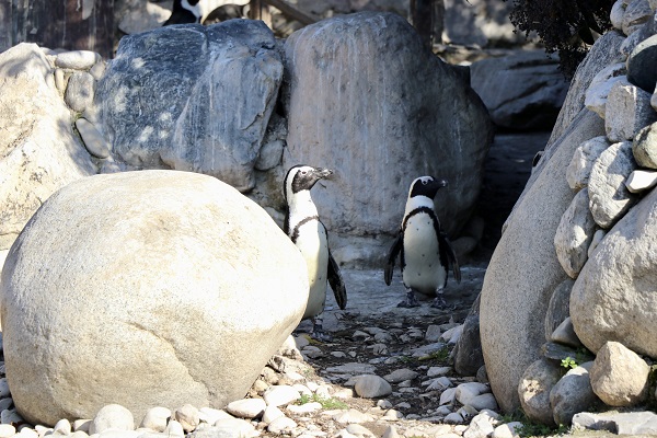 Foto - Her biri birbirinden sevimli! Darıca’nın minikleri