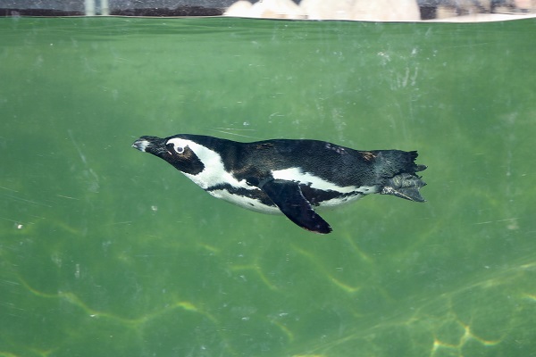 Foto - Her biri birbirinden sevimli! Darıca’nın minikleri