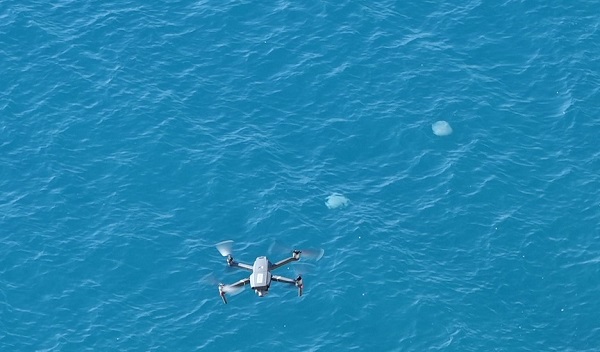 Foto - Her biri şemsiye büyüklüğünde! Bakın bunlar neymiş