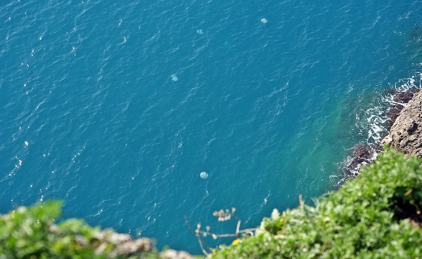 Foto - Her biri şemsiye büyüklüğünde! Bakın bunlar neymiş