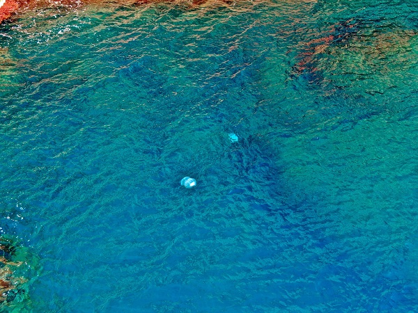 Her biri şemsiye büyüklüğünde! Bakın bunlar neymiş