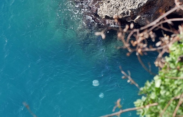 Foto - Her biri şemsiye büyüklüğünde! Bakın bunlar neymiş