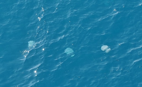 Foto - Her biri şemsiye büyüklüğünde! Bakın bunlar neymiş