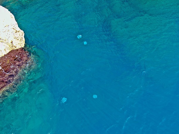 Foto - Her biri şemsiye büyüklüğünde! Bakın bunlar neymiş