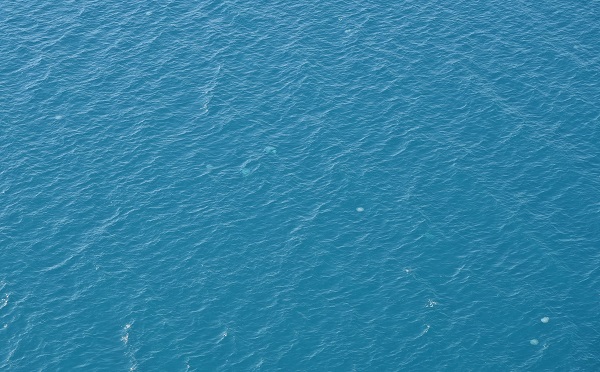 Foto - Her biri şemsiye büyüklüğünde! Bakın bunlar neymiş