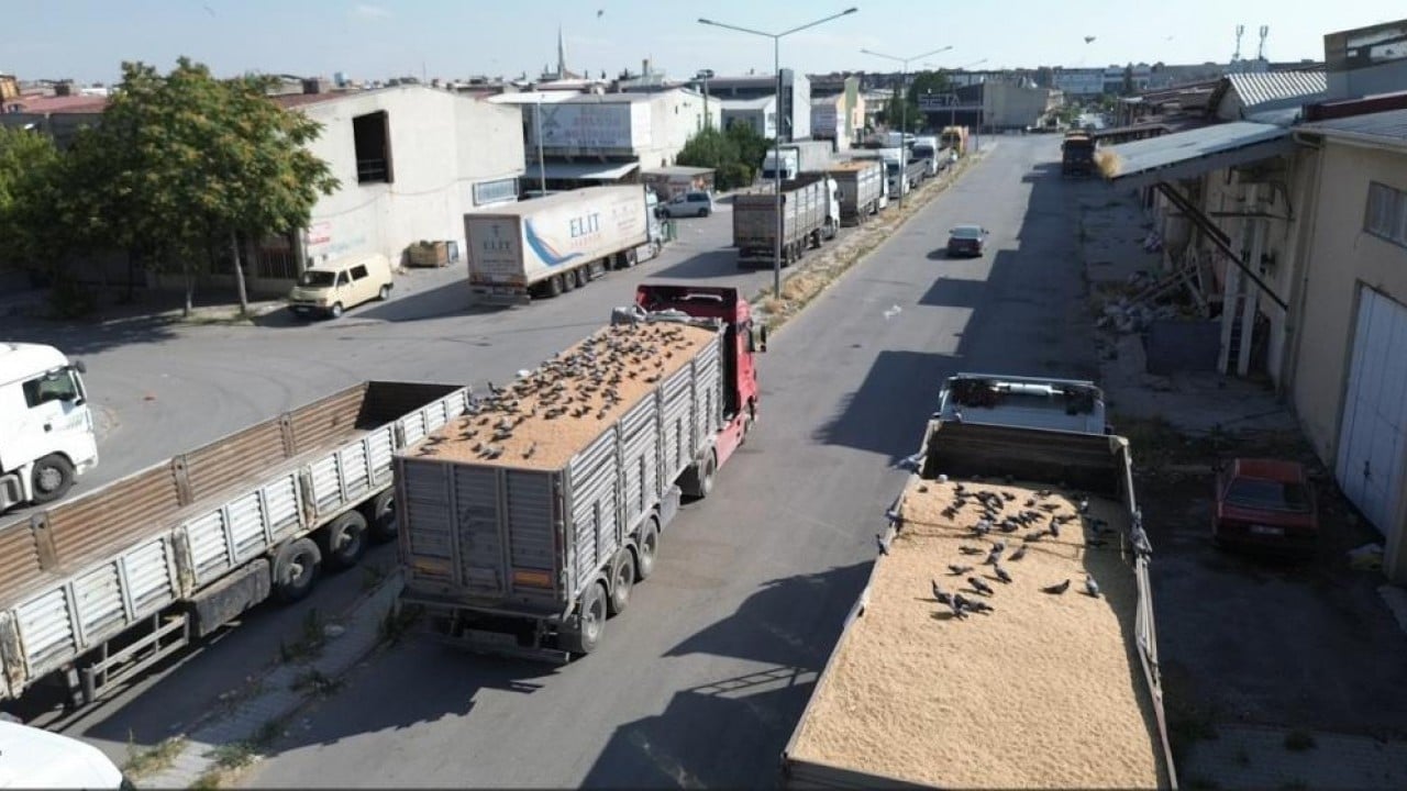 Her buğdayı yemiyorlar! Buğday pazarının beleşçi konukları