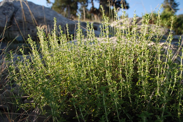 Foto - Her derde deva! Bakın o bitki nasıl toplanıyor