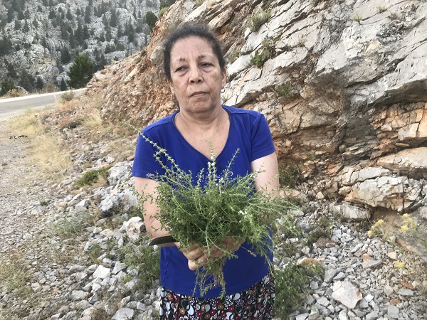 Foto - Her derde deva! Bakın o bitki nasıl toplanıyor