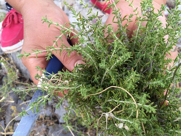 Foto - Her derde deva! Bakın o bitki nasıl toplanıyor
