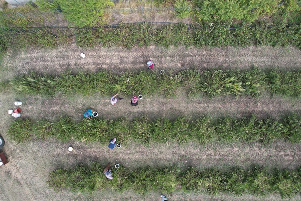 Foto - Her derde deva! Bu meyveyi evinizden eksik etmeyin