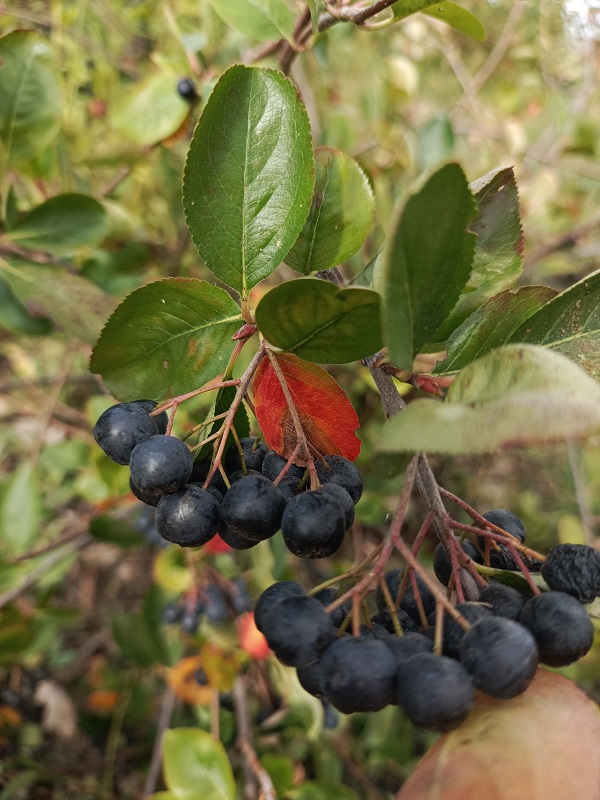 Foto - Her derde deva! Bu meyveyi evinizden eksik etmeyin