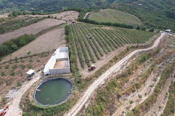 Foto - Her derde deva! Bu meyveyi evinizden eksik etmeyin