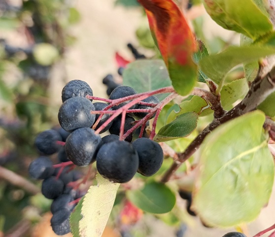 Her derde deva! Bu meyveyi evinizden eksik etmeyin