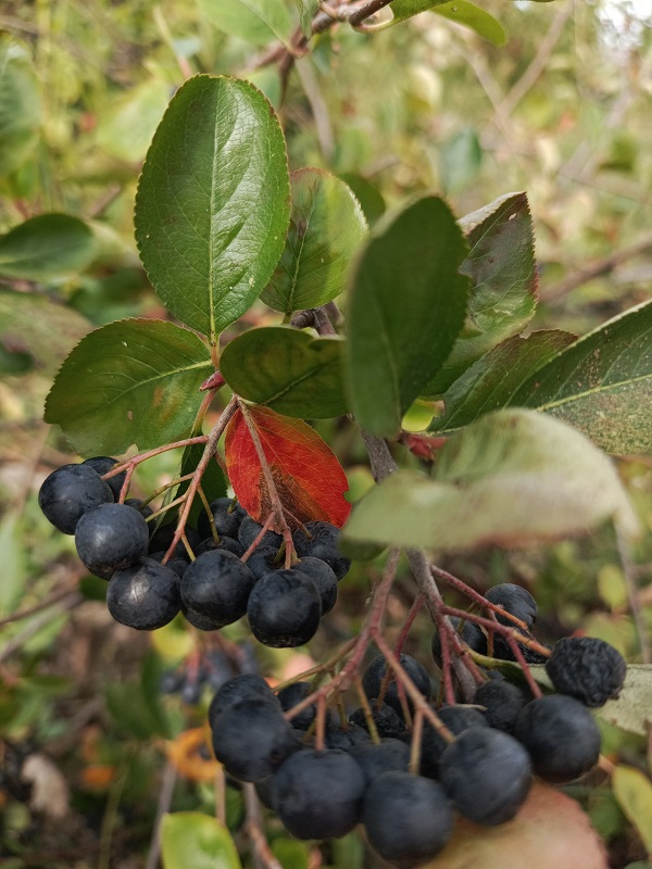 Foto - Her derde deva! Bu meyveyi evinizden eksik etmeyin