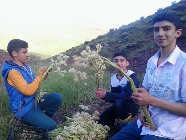 Foto - Her derde deva! Demeti 30 TL'den satılıyor