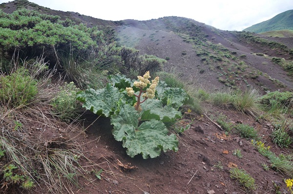 Foto - Her derde deva! Demeti 30 TL'den satılıyor