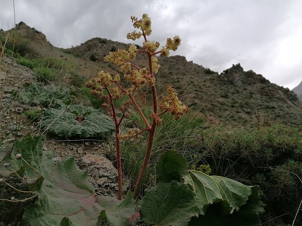 Foto - Her derde deva! Demeti 30 TL'den satılıyor