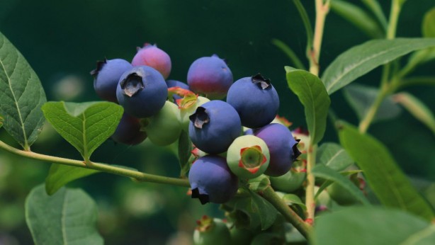 Foto - Her derde deva günde bir avuç yetiyor