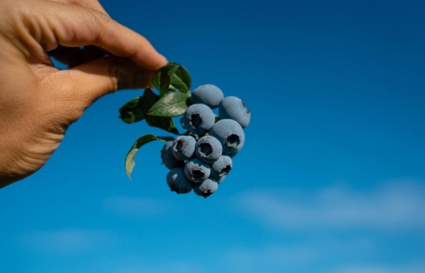 Foto - Her derde deva günde bir avuç yetiyor