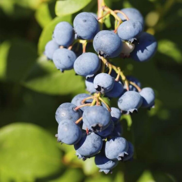 Foto - Her derde deva günde bir avuç yetiyor