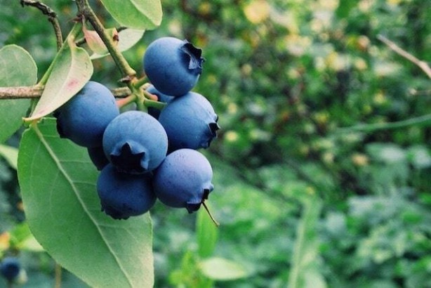 Foto - Her derde deva günde bir avuç yetiyor