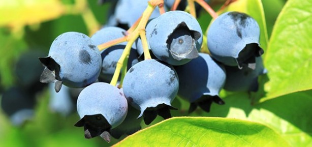 Foto - Her derde deva günde bir avuç yetiyor