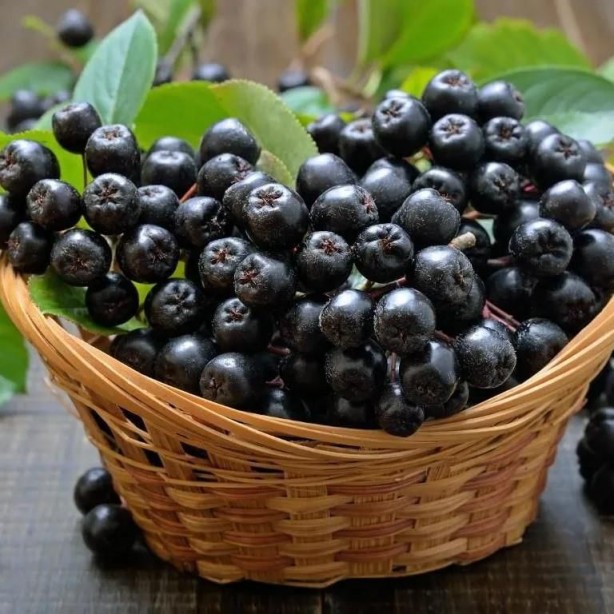 Foto - Her derde deva günde bir avuç yetiyor