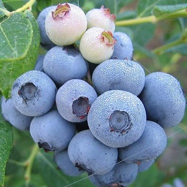 Foto - Her derde deva günde bir avuç yetiyor