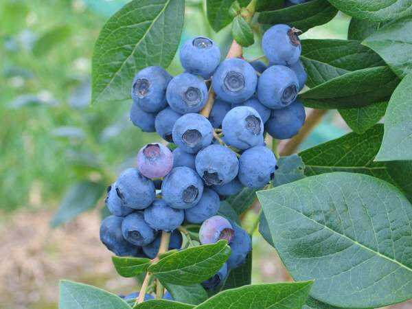 Foto - Her derde deva günde bir avuç yetiyor