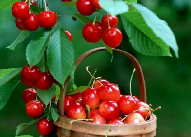 Foto - Her derde deva meyve!