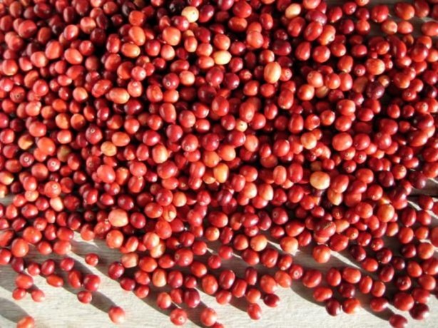 Foto - Her derde deva meyve!