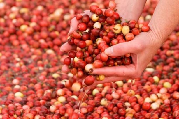 Foto - Her derde deva meyve!