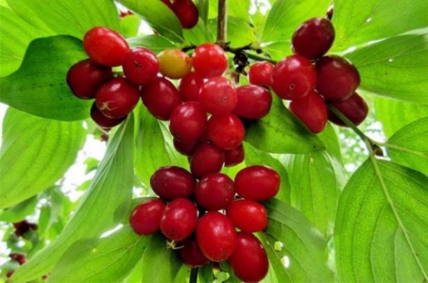 Foto - Her derde deva meyve!