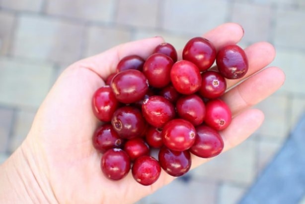 Foto - Her derde deva meyve!