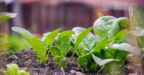 Foto - Her derde deva olan o sebzenin vücudu adeta baştan yarattığı söyleniyor. Sebzenin sırrı, İbn-i Sina'nın yüzyıllar önce yazdığı reçete ile ortaya çıktı. İşte şifası yüzyıllar öncesine dayanan o sebzenin faydaları...