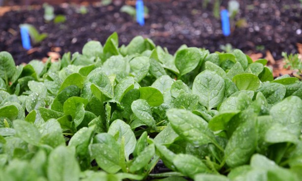 Foto - Her derde deva olan o sebzenin vücudu adeta baştan yarattığı söyleniyor. Sebzenin sırrı, İbn-i Sina'nın yüzyıllar önce yazdığı reçete ile ortaya çıktı. İşte şifası yüzyıllar öncesine dayanan o sebzenin faydaları...