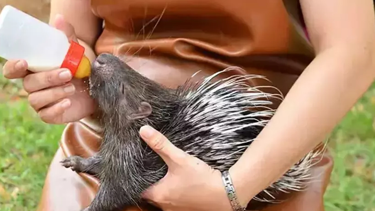 Foto - Her derde deva: Sinir sisteminden böbrek hastalıklarına hatta kansere bile şifa! Böyle fayda etti! 