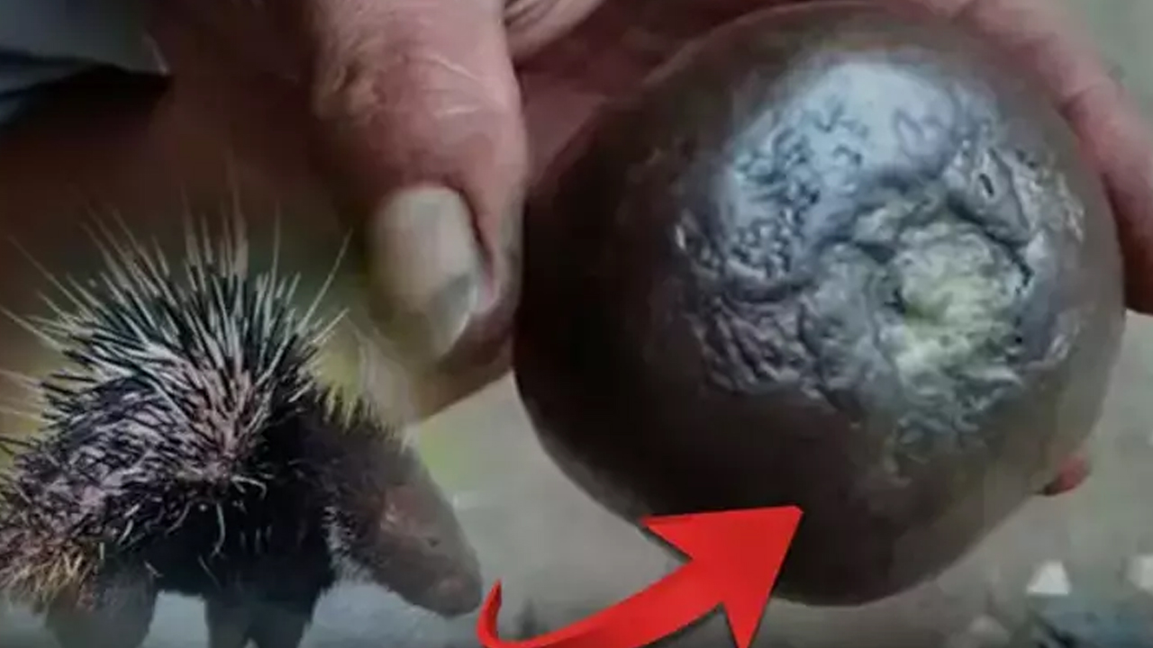 Foto - Her derde deva: Sinir sisteminden böbrek hastalıklarına hatta kansere bile şifa! Böyle fayda etti! 