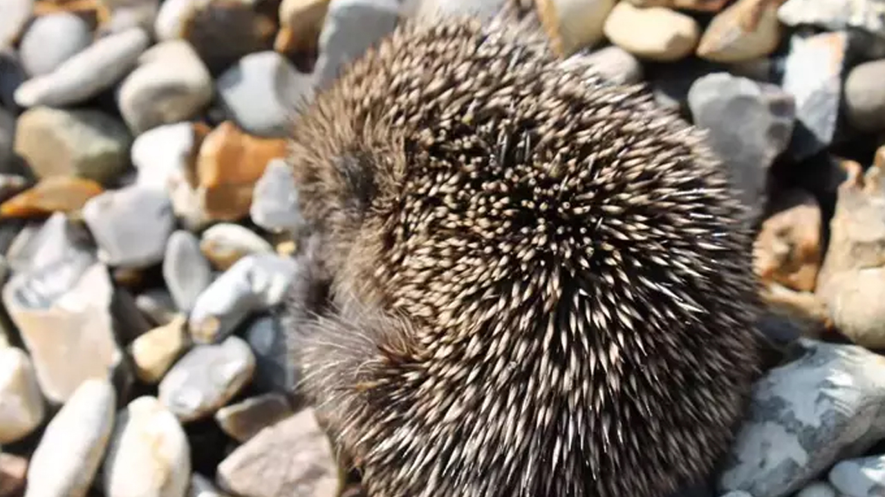 Foto - Her derde deva: Sinir sisteminden böbrek hastalıklarına hatta kansere bile şifa! Böyle fayda etti! 
