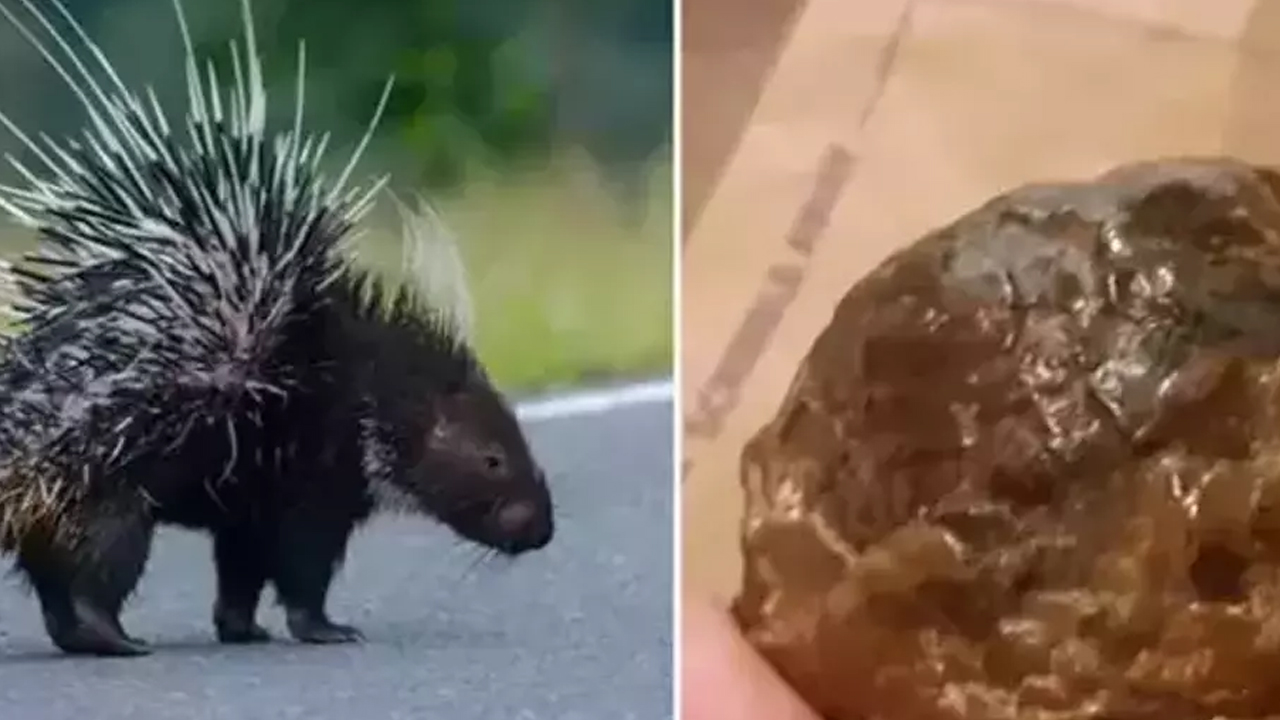 Her derde deva: Sinir sisteminden böbrek hastalıklarına hatta kansere bile şifa! Böyle fayda etti! 