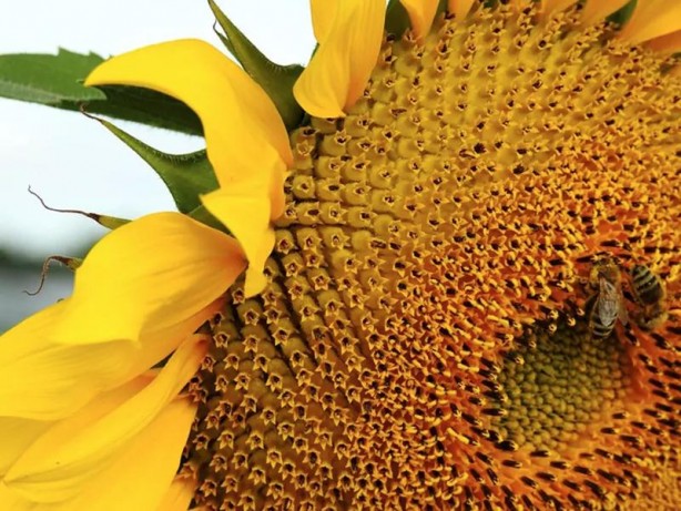 Foto - Her evde bulunuyor! Hileli ayçiçeğini çözmenin püf noktaları