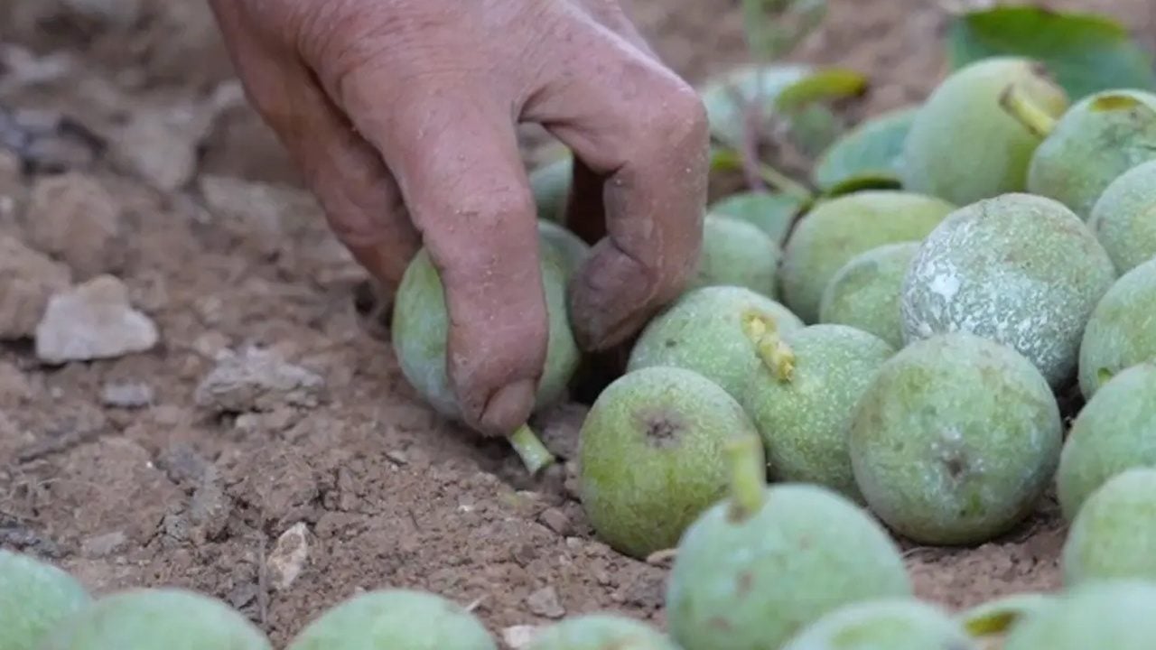 Foto - Her gün 1 avuç yerseniz... Görenler şifaya çok şaşıracak: Kolay kırılan İncecik kabuğunda şifa deposu saklı