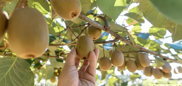 Foto - Her gün 1 tane yiyen doktor yüzü görmüyor! 4 günde iyileştiren meyve! Tane tane: İşte detaylar…
