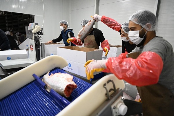 Foto - Her gün 60 ton işleniyor