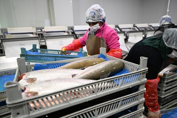 Foto - Her gün 60 ton işleniyor