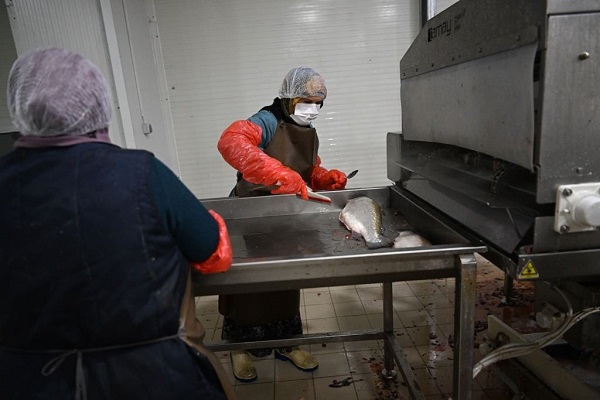 Foto - Her gün 60 ton işleniyor