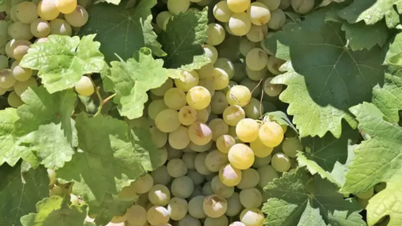 Foto - Her gün avuç avuç yiyin! B6 vitamini, potasyum, bakır, manganez ne ararsan onda! Doğal resveratrol