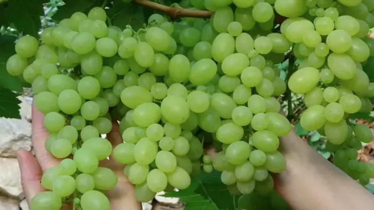 Foto - Her gün avuç avuç yiyin! B6 vitamini, potasyum, bakır, manganez ne ararsan onda! Doğal resveratrol