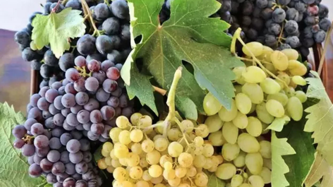 Her gün avuç avuç yiyin! B6 vitamini, potasyum, bakır, manganez ne ararsan onda! Doğal resveratrol