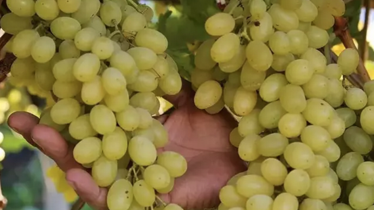 Foto - Her gün avuç avuç yiyin! B6 vitamini, potasyum, bakır, manganez ne ararsan onda! Doğal resveratrol